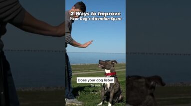 2 Ways to Improve Your Dog’s ATTENTION ✨🧠 #dogtraining #dogtrainer #traineddogs #stubborndog #puppy