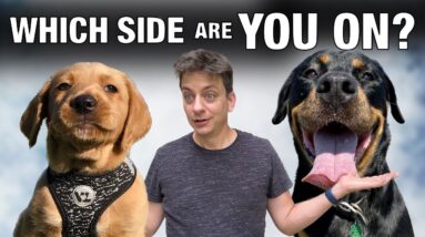 A Dog Trainer’s Perspective: Puppies vs. Adult Dogs