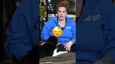 A Puppy Crate Training Plan Where You Get MORE Done!