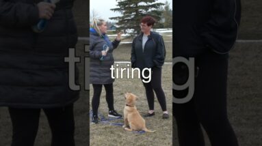 Add THIS To Your Puppy Walking Training!