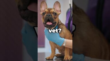 Adopted Dog Training Important Reminder!