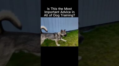 Is This the Most Important Advice in All of Dog Training? #dogtrainer #dogtraining #puppytraining