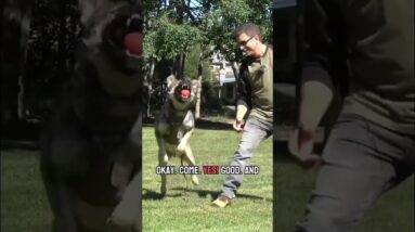 How to train seconds at a time during fetch to make dog training fun! #dogtraining #dogtrainer