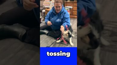 Build Relationship FAST - Puppy Training Basics