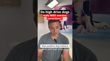 Do high drive dogs NEED aversive corrections?  #dogtraining #dogtrainer