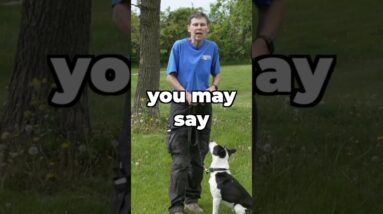 Every Rescue Dog Training Plan Should Include THIS