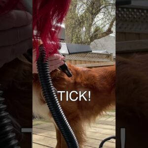 Find Ticks FAST With THIS Tool!