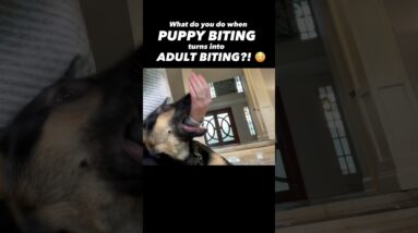 What do you do when Puppy Biting turns into *Adult* Biting?! 😳 #dogtraining #dogtrainer #dog #bite