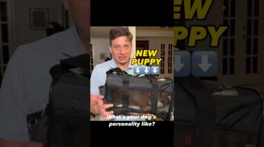 How to Unlock Your Dog’s True Potential By Understanding This 1 Thing! #dogtraining #dogtrainer