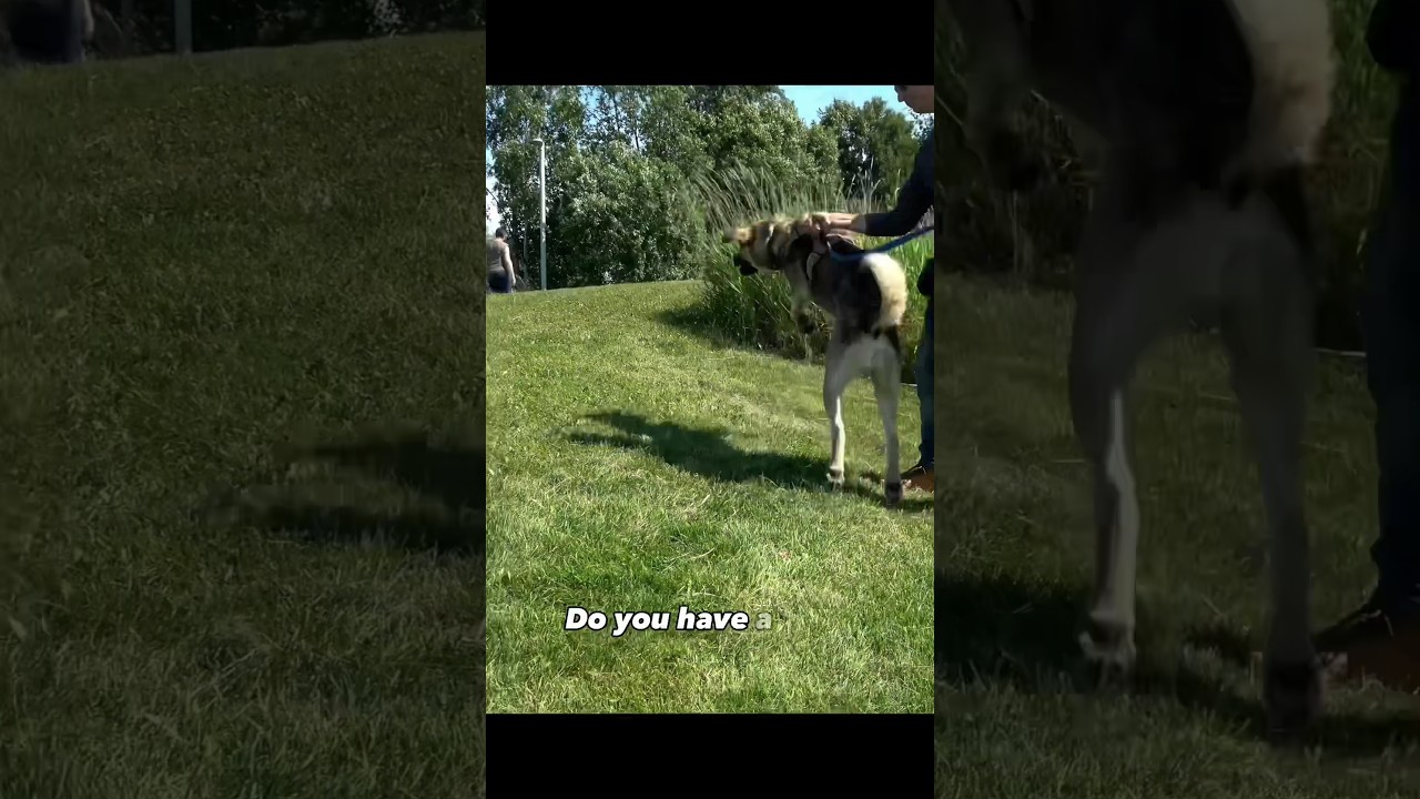 Do You Have A High Energy Dog Who Sometimes Overreacts In Public