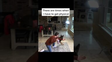 When I Have to Get Physical with a Dog I’m Training… #dogtraining #dogtrainer #positivedogtraining