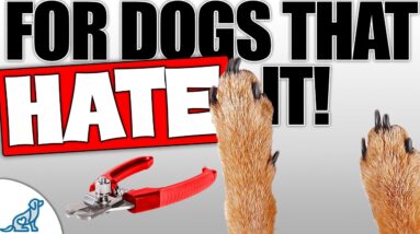 Nail Clipping For Dogs That Are STRESSED!