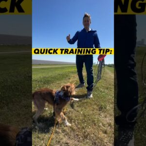 30 Second Dog Training Tip #dogtraining #dogtrainer #puppytraining #leashtraining #puppies #dogs