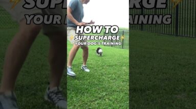 My #1 Tip to Supercharge Your Dog’s Training ⚡️ #dogtraining #dogtrainer #puppytraining #puppy #dog