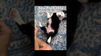 I Bet You Didn’t Know This! #dogtraining #dogtrainer #puppytraining #dogs #puppy #cutepuppy #dog