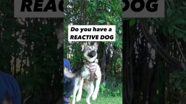 Do you have a REACTIVE DOG and you don’t know where to start?! #dogtrainer #dogtraining #reactivedog