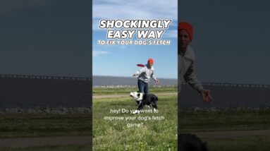 Shockingly Easy Way to FIX Your Dog’s FETCH 😳 #dogtraining #dogtrainer #fetch #hyperdog #dogs