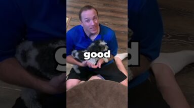 Pay Attention Or PAY THE PRICE! (Puppy Training Basics)