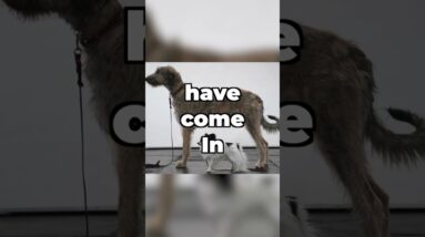 Picking A Puppy? Consider THIS!