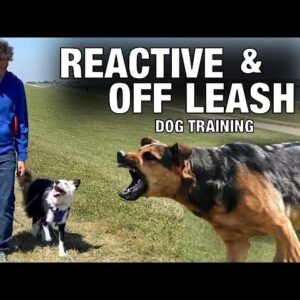 Practical ￼Off Leash Training and How To Handle Reactive Behavior.