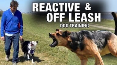 Practical ￼Off Leash Training and How To Handle Reactive Behavior.