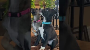 Puppy Training First Steps 🥰❤️