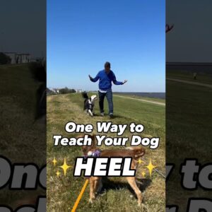 1 Easy Way to Teach Your Dog HEEL! This is What I Do #dogtrainer #dogtraining #puppytraining #dogs