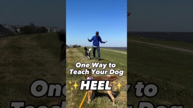 1 Easy Way to Teach Your Dog HEEL! This is What I Do #dogtrainer #dogtraining #puppytraining #dogs