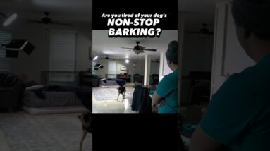 Are you Tired of Your Dog’s NON-STOP Barking? #dogtraining #dogtrainer #barking #rescuedog #puppy