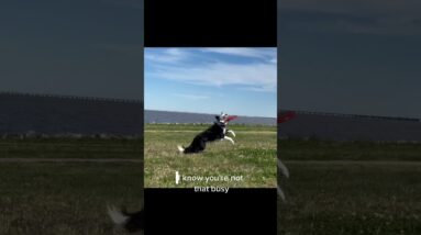 My Best Quick Tips for Busy Pet Parents!! 💨 #dogtraining #dogtrainer #puppytraining #dogtraining101