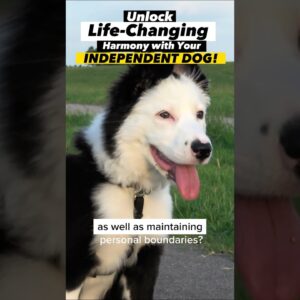 Unlock Life-Changing Harmony with Your *INDEPENDENT* Dog! #dogtraining #dogtrainer #stubborndog #dog