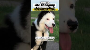 Unlock Life-Changing Harmony with Your *INDEPENDENT* Dog! #dogtraining #dogtrainer #stubborndog #dog