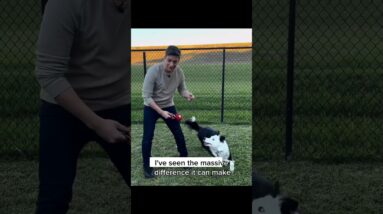 Finding the right ways to keep your dog busy can make a MASSIVE difference.. #dogtraining #dogs