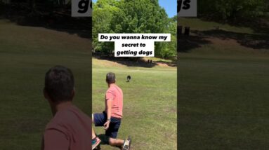 My #1 Secret for Getting Dogs to Listen Everywhere 🤯 #dogtrainer #dogtraining #puppytraining #dogs