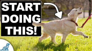 STOP Walking Your Puppy...