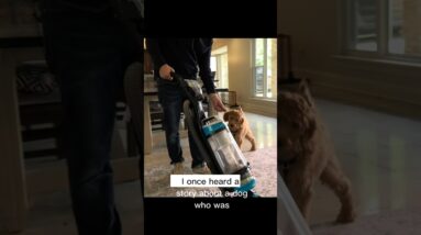 Transforming Fear into Success: A Dog Training Story You Need to Hear! #dogtrainer #puppytraining