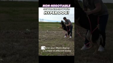 Non-Negotiable Key for Taming Your Hyper Dog! #dogtraining #dogtrainer #reactivedog #puppytraining