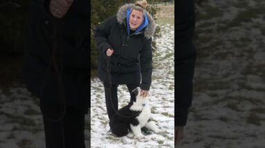 The RIGHT Expectations For Puppy Walking Training