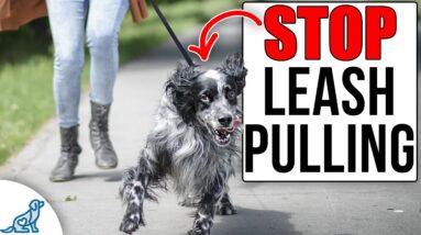 This Tool Changes The Way You Train Loose Leash Walking