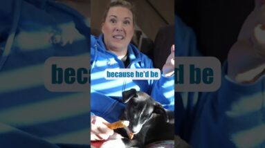 To STOP Puppy Biting You Need A PLAN!