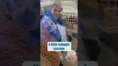 Using A Toy In Puppy Biting Training