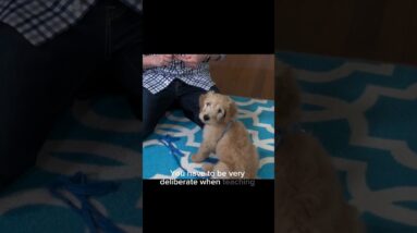 “It’s not working yet..” How to Improve Communication with Your Dog NOW! #puppytraining #dogtraining