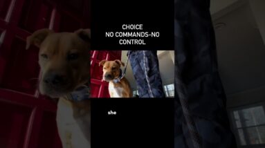 You are going to want to watch these next 39 seconds. #dogtraining #dogtrainer #reactivedogtraining