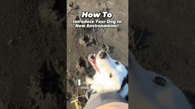 The Question We Should All Be Asking! #dogtraining #dogtrainer #puppytraining #zakgeorge