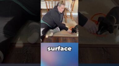 WHERE You Train Your Puppy Is IMPORTANT!