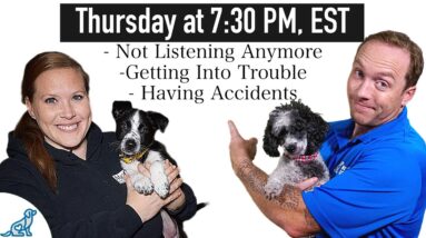 YES! Your Dog NEEDS This "Spring Training Plan!"