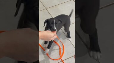 Your Puppy Training Starts HERE!