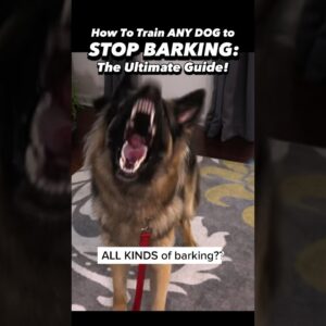 This is what I learned after 19 years training dogs to STOP BARKING 🙉 #dogtrainer #dogtraining #dog