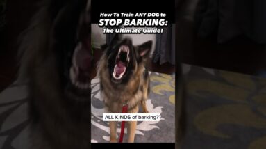 This is what I learned after 19 years training dogs to STOP BARKING 🙉 #dogtrainer #dogtraining #dog