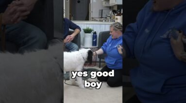 Add THIS To Your Puppy Tug Game!